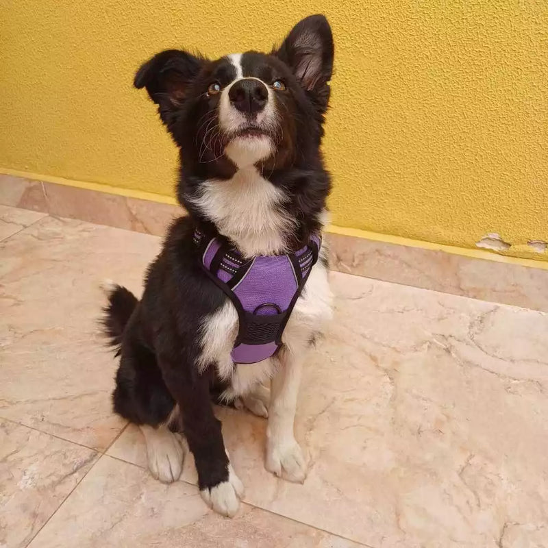 Peitoral Reforçado com Guia para Cachorros